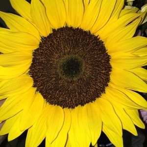 Meet your Posher, Alianys